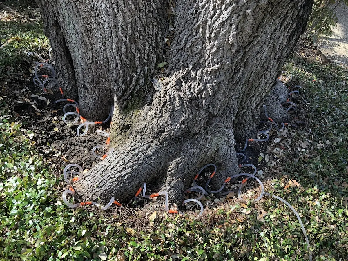 Detailed Tree Cabling and Bracing job site in Paulina